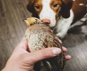 She is enamored with all species of birds. This was the very first Bobwhite Quail that she has seen. from all nude paradise birds valery modexx