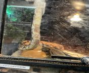 Reptile shop in the Netherlands. Reviews say they have had dead animals on display, water bowls are empty, poo everywhere in the terrariums, snakes have infections like we saw in the image below. Staff is said to be rude. Whats the best thing to do? from www xxx snakes ama khansi mo