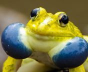 haven&#39;t done an amphibian gang post in a while, heres the Indian bullfrog (? Amphibian gang ?) from indian girl rape gang sexl ac