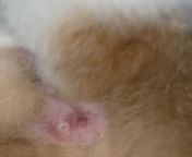 My cat has a little white sore near her butthole-should I be worried?? What is it?? I will take her to the vet as soon as I can but I want to know if I should be worried or what it might be potentially. from dayna vet