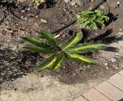 Help!! Any Sago Palm experts here? Planted the sago in spring, once the temperature started going up I am seeing the fonds turning yellow as seen in the picture. What must I do to save this plant ? from sago
