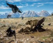 Grizzlies spread in Yellowstone Nature Reserve. This bear drives away ravens from the bison carcass. Park workers removed it away from the road so that tourists would not meet with scavengers. Grand Teton National Park, USA. from or girl xxxx vedeoi gazipur national park xxx