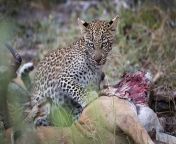 Leopard cub in Botswana from omani xxxxx slizer in botswana xxxan collg gilas boyfrind