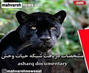 شبکه مستند Asharq Documentary به صورت فول اچدی در ماهواره بدر روی ایر رفت. Asharq Documentary Badr 26.0°E 12092 V 27500 from س ماهواره