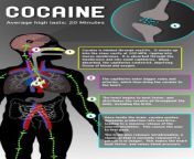 Cocaine effects in four steps from cocaine