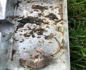I haven&#39;t checked my mouse trap outside for two days and found that one mouse must have eaten another mouse after it died. from cp ДП 1st studio siberian mouse