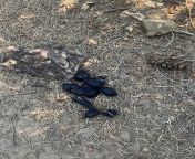 Capitol Forest - is this bear scat? (Mt biking in Level Up and Little Larch this am - saw this in 3 different parts on the trail). Anyone know? from devika in level