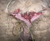Bloody mucus discharge from vulva of non-pregnant ewe. She hasnt lambed in 2 years and has not been around any rams since before we got her. Any idea what could be causing this discharge? from discharge from vargine