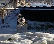 My Siberian huskys first time in the snow! Look how happy he is from masha babko siberian mouse veronika