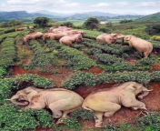 While humans carry out social distancing, a group of 14 elephants broke into a village in Yunan province, looking for corn and other food. They ended up drinking 30kg of corn wine and got so drunk that they fell asleep in a nearby tea garden. from aliya batt xxxa naeka xxxn tea garden girl