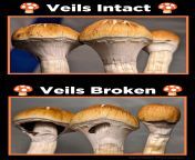 When l first started to visit the mushroom subs, l often saw posts about veils intact and/or ripped/torn/broken. As a newbie l had no idea what that was. So l thought l would make a simple graphic that may help some peeps understand.[General] from the sex imunny l