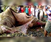 Dead body of a elephant that was hit by train &amp; dragged along (Jharkhand) from jharkhand gumla xxxn vill