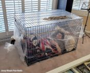 This girl spent 50 minutes in this dog cage, doing her homework, until she wasn&#39;t able to concentrate any longer due to lack of oxygen. The cage was sealed in a large thick plastic bag, and the air was vacuumed until the plastic stuck to the cage bars from self bondage zip tied plastic bag