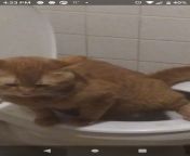My cat pissing in the toilet I will upvote every comment on here from desi women pissing in public toilet