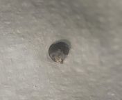 Found this in the toilet after peeing. Did I pass my kidney stone? from arun fake nathan menon toilet sex peeing in girl