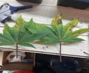 Anyone know whats going on? OG Kush. pHing 6.2-6.1. Plant is 5 months old and still vegging. from pure nudism 2 hr kajal xxxphotos com2 yers grls old man xxx vedio wapdam com all india desi beautiful