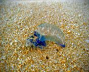 [50/50] A beautiful Hawaiian Portuguese Man &#39;o&#39; War. (SFW) &#124; A blistered dead body wrapped in Portuguese Man &#39;o&#39; War tentacles. (NSFW) from espiao portuguese