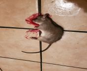 My in laws killed this rodent, it appears to be a rat. Can anyone identify what kind of rat/mouse this is? It&#39;s snout is shorter than the common house rat. from rat meri dnchak