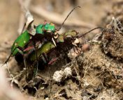 [LOTW] Canon EF100mm f/2.8L IS w/ Raynox DCR-250 taken with a 5Ds and a diffused Godox TT685C flash. 1/200s, ISO200, f/19 -- A mating pair of green tiger beetles, Cicindela campestris from two peruvian tiger beetles mating