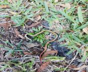 Decapitated garden snake FL. Any idea what happened? from snake xnxxxxxxxxxxxxxxxxxxxxxx