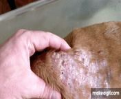 Vet in Gambia removing mango worms from a dog. from gambia xxxl