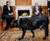 After Putin learned that Angela Merkel was afraid of dogs he deliberately brought one into a meeting... God I love this guy!!?? from angela merkel fake nude