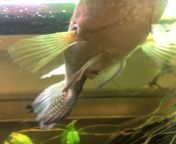 Prolapsed anus on my Jack Dempsey. Been feeding him pellets and frozen peas soaked in salt water every other day for the past 5 days and symptoms have not improved. What else can I do? Salt bath? Any sort of medicine? Thank you in advance!! from karissa dempsey