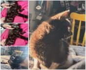 Before and after of Rex whose leg was ripped off by a person and he was thrown in a pond. Thank you to everyone who donated to his care of purchased from our wishlist. Without donations I could help animals like rex, wally, hera, mirra and all the babies. from xxx xxx and very hote sex rape video
