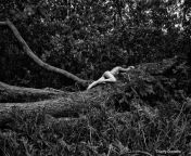 Classic black and white art nude In nature from white tiger nude in ultimate spider