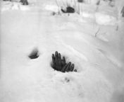 A pair of bound hands and a breathing hole in the snow at Yangji, Korea, on Jan 27 1951 reveal the presence of the body of a Korean Civilian shot and left to die by retreating communists during the Korean War. By Max Desfo (article in comments) from korean azar