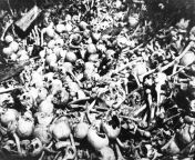 Skulls and bones piled in a field during World War I. Photo from a collection by John McGrew, a member of the Photographic Section of the U,S, Army Fifth Corps Air Service, part of the American Expeditionary Forces. from world all pussy photo