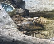 Turtles Making Passionate Love at Artis from ngentot artis indo