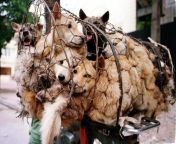 The Chinese have one of the most gruesome and disgusting festivals in the world called the Yulin Dog Meat Festival. These poor animals are tortured and abused. Fuck China. from bigcok fuck china