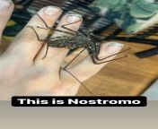 For 700 followers here is my tailless whip scorpion, Nostromo. Please do not unfollow. Nudes will follow. 😉🦀 from instagram followers unfollow check wechat購買咨詢6555005真人粉絲流量推送 exh