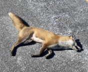 Road kill gods blessed me with a beautiful and fresh fox from road kill sex 3d