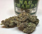 Nag Champa (The Big Dirty x Pineapple Sorbet) finished buds from dustu champa vlogs