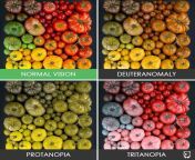 Deuteranomaly is the most common type of red-green color blindness. It makes green look more red. ... Protanomaly makes red look more green and less bright. ... Protanopia and deuteranopia both make you unable to tell the difference between red and greenfrom meggie green and son