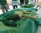 Indian Army&#39;s sniffer dog Axel was KIA during an anti terrorist operation in Baramulla, of Jammu &amp; Kashmir. [510X680] from baba dewan shahib rspaura jammu