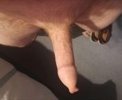 Here&#39;s my penis with long foreskin from stallion chasing mare with long penis