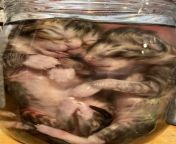 First attempt at wet specimens-fetal kittens from cesarea desplacentacion muerte fetal