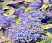 Annapurna Nepalese X X-18 Pakistani by: White Buffalo Seed Collective @ 12 weeks of flower &amp; 2 weeks of flushGrown by: Yours trulyShell be coming down this week @ 14 weeks of flower, starting her root ice bath, hang dry, and 3 month master cure from 18 pakistani gir