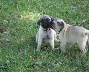 Every pug owner automatically likes every other pug owner. What a great community these dogs have created! from www pug