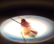 Update (https://www.reddit.com/r/Bedbugs/comments/14wegnn/please_help_i_cant_go_through_this_again/?utm_source=share&amp;utm_medium=web2x&amp;context=3): I took a picture of it under microscope. wing seems more noticable and its body not translucent. Canfrom update