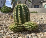 Please enjoy my eggplant cactus from fan bus allison cactus