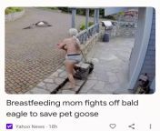 &#34; breastfeeding mom fights off bald eagle to save pet goose&#34; from indian baby breastfeeding mom