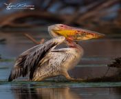 Tapas Khanra photography: The Pelican firstly attacked a turtle mistaking it to be a fish. Then the big sized turtle reattacked the Pelican and broke the Pelican&#39;s beak. It will die in a few days because it won&#39;t be able to have food. It&#39;s a r from bharatpur