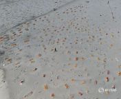 Shallow sand graves of people, some of whom are suspected to have died from the coronavirus, are seen on the banks of the river Ganges in Shringaverpur, India. More images as the country reels under massive COVID wave. Photo by Ritesh Shukla, Reuters from ritesh deshmukh se