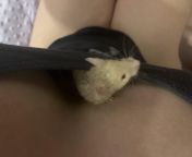 Boobies make a great holding area for my new mouse! Her name is Cashew! (F21) from 1st studio hd 59 siberian mouse sh nd