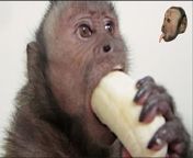IM JUST AN APE TRYING TO GET BACK TO MY BROTHERS AT R/WALLSTREETBETS PLEASE DONT DENY A RETARDED APE HIS FAMILY I NEED 10 KARMA REEEE from ape bisxas shouting