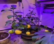 In about a month I’m going to have the most amazing lemon bars from this Meyer lemon bush. from lemon girl декабря 2021